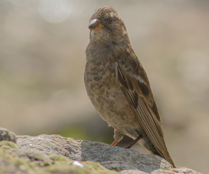 Бужирга (Хималайн зангалай)